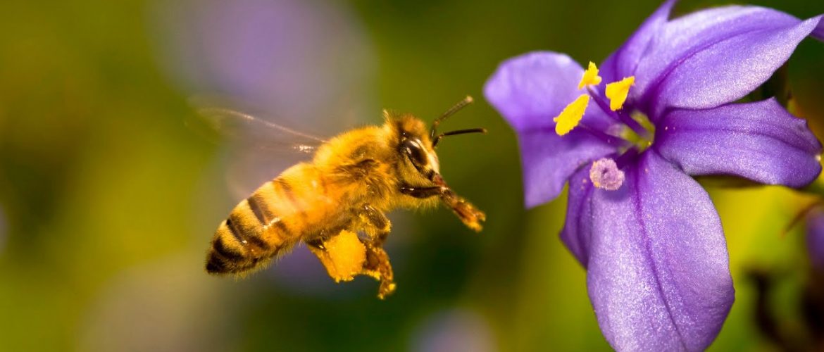 mơ thấy ong nên đánh con gì? con số may mắn cho giấc mơ thấy ong